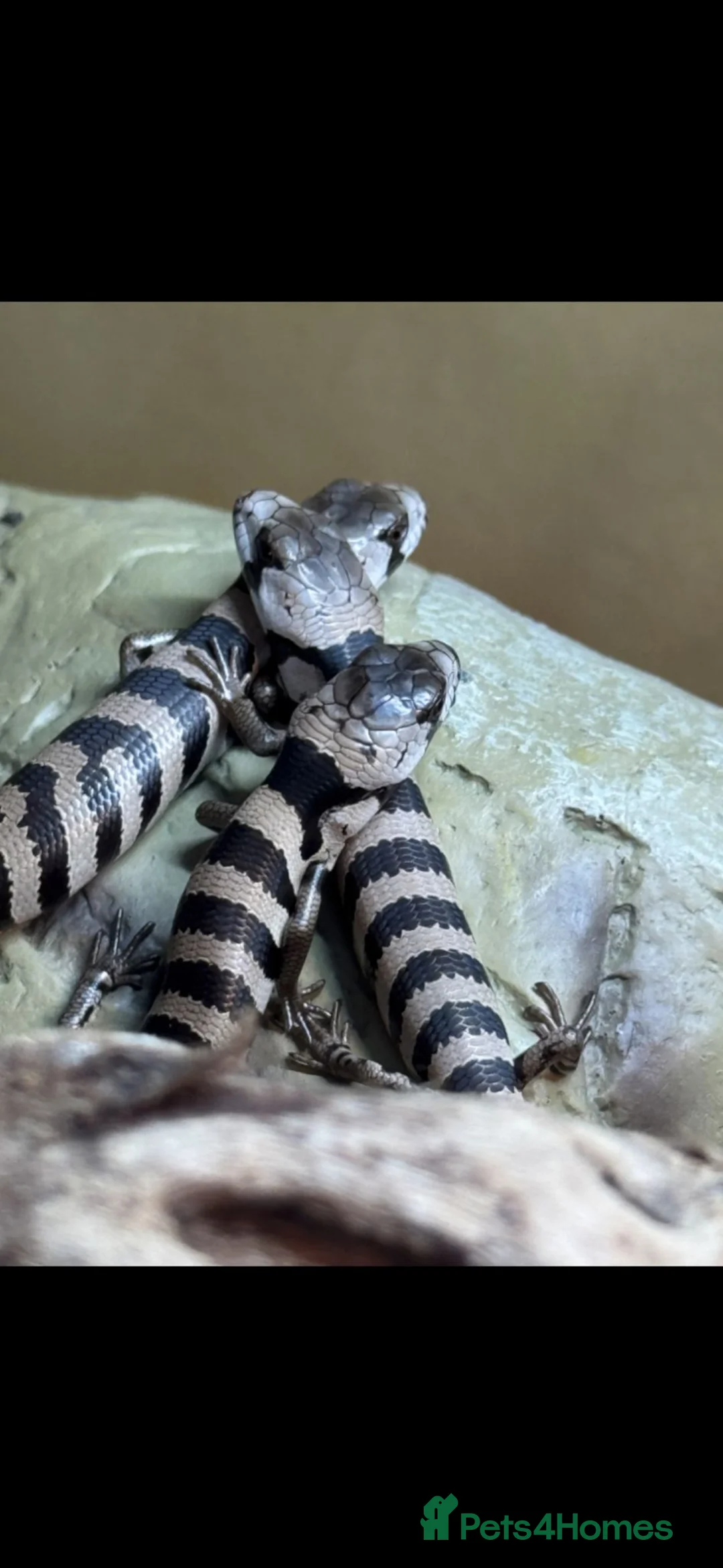 Skink reptiles for sale: Proven Female pink tounge skink - Advert 2