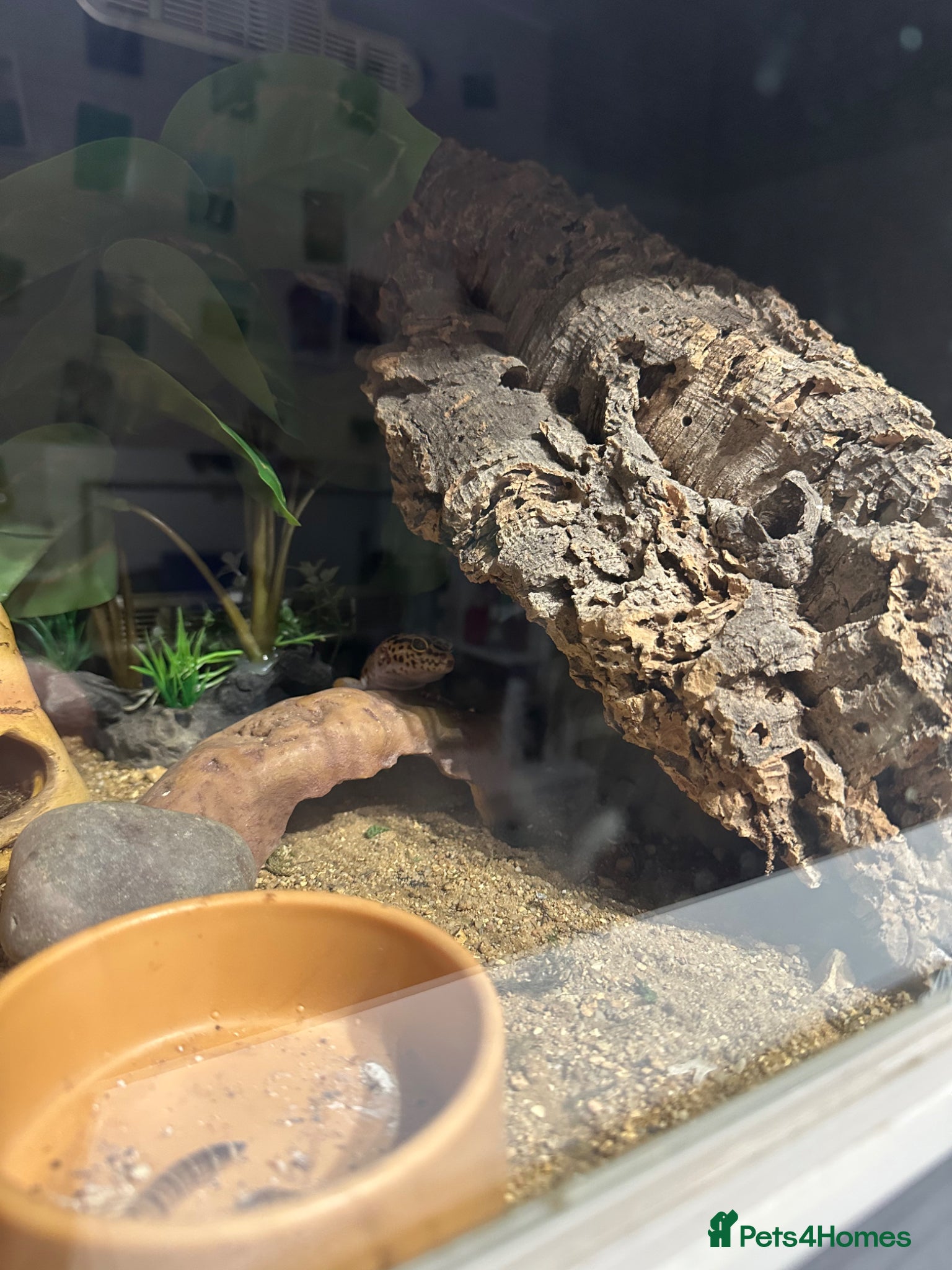 Leopard Gecko reptiles Leopard Gecko with enclosure - Advert 1