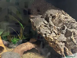 Leopard Gecko reptiles Leopard Gecko with enclosure - Advert 1