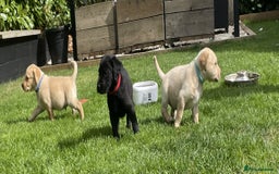Labrador Retriever dogs for sale: Gorgeous Chunky Labrador Puppies - Image 4
