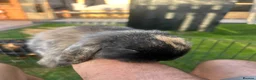 Dwarf Lop rabbits for sale: Mini dwarf lop bunnies - Advert 4
