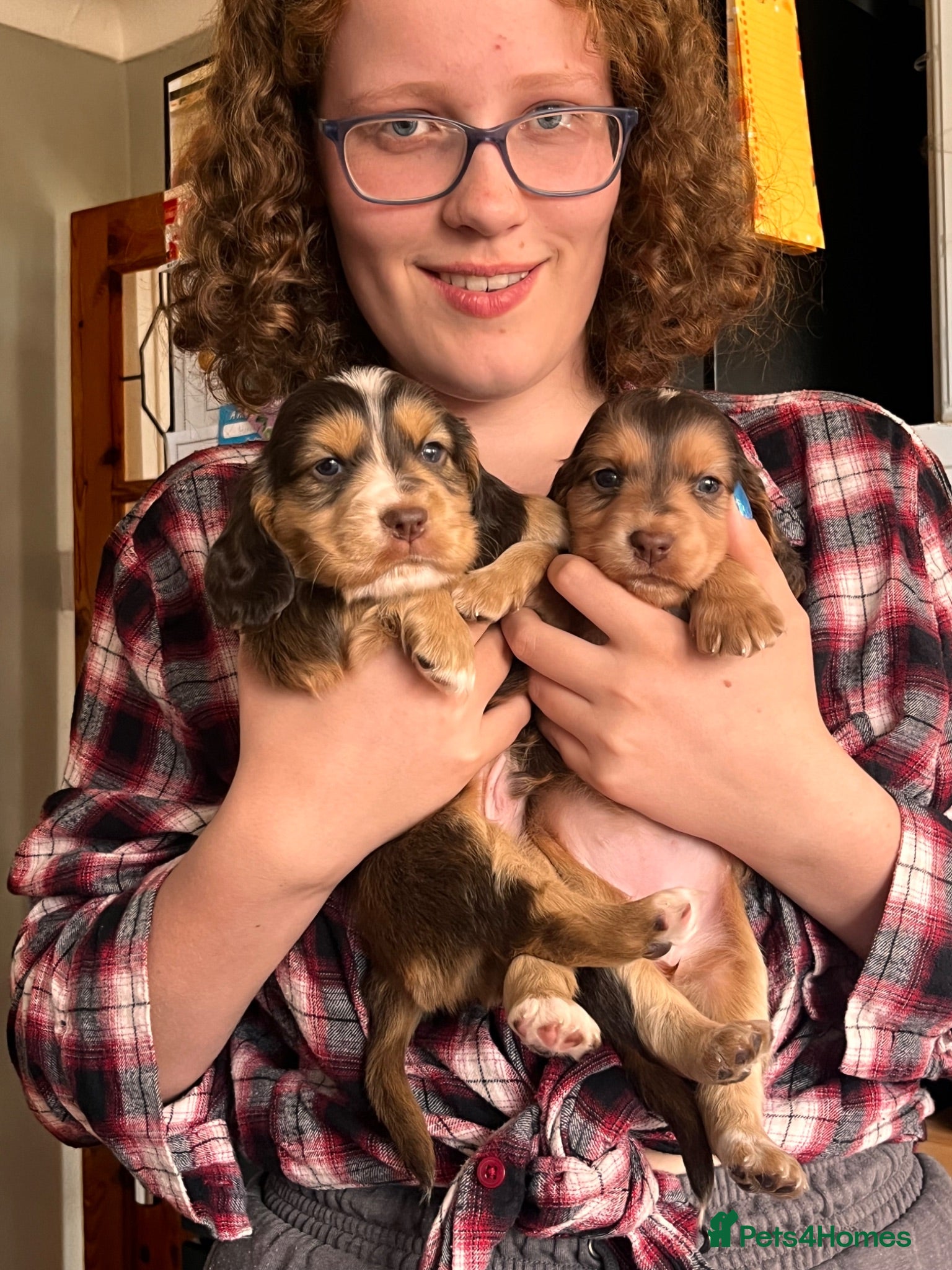 Cocker Spaniel dogs Stunningly beautiful spaniels  - Advert 2