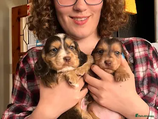 Cocker Spaniel dogs Stunningly beautiful spaniels - Advert 2