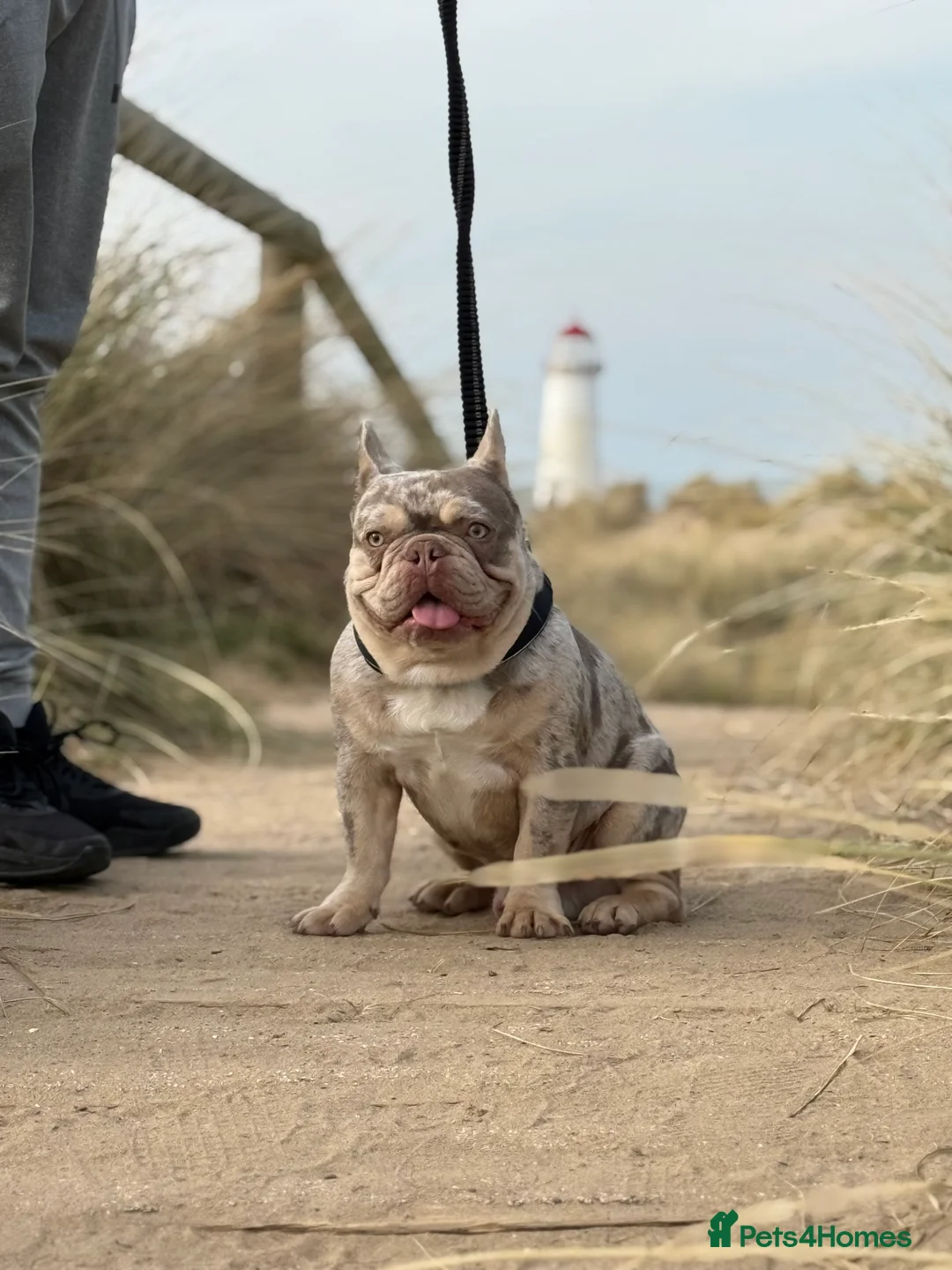 French Bulldog dogs for stud: Newshade Merle & tan pink&fluffy producer PROVEN  in Bagillt - Advert 8
