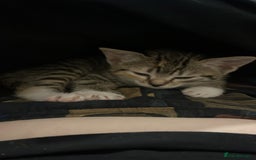 Mixed Breed cats for sale: Mixed breed 7 week old kitten  - Image 4