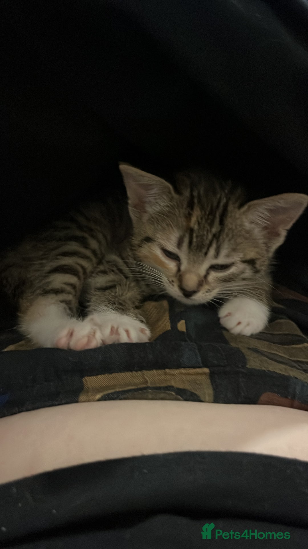 Mixed Breed cats for sale: Mixed breed 7 week old kitten  - Image 4