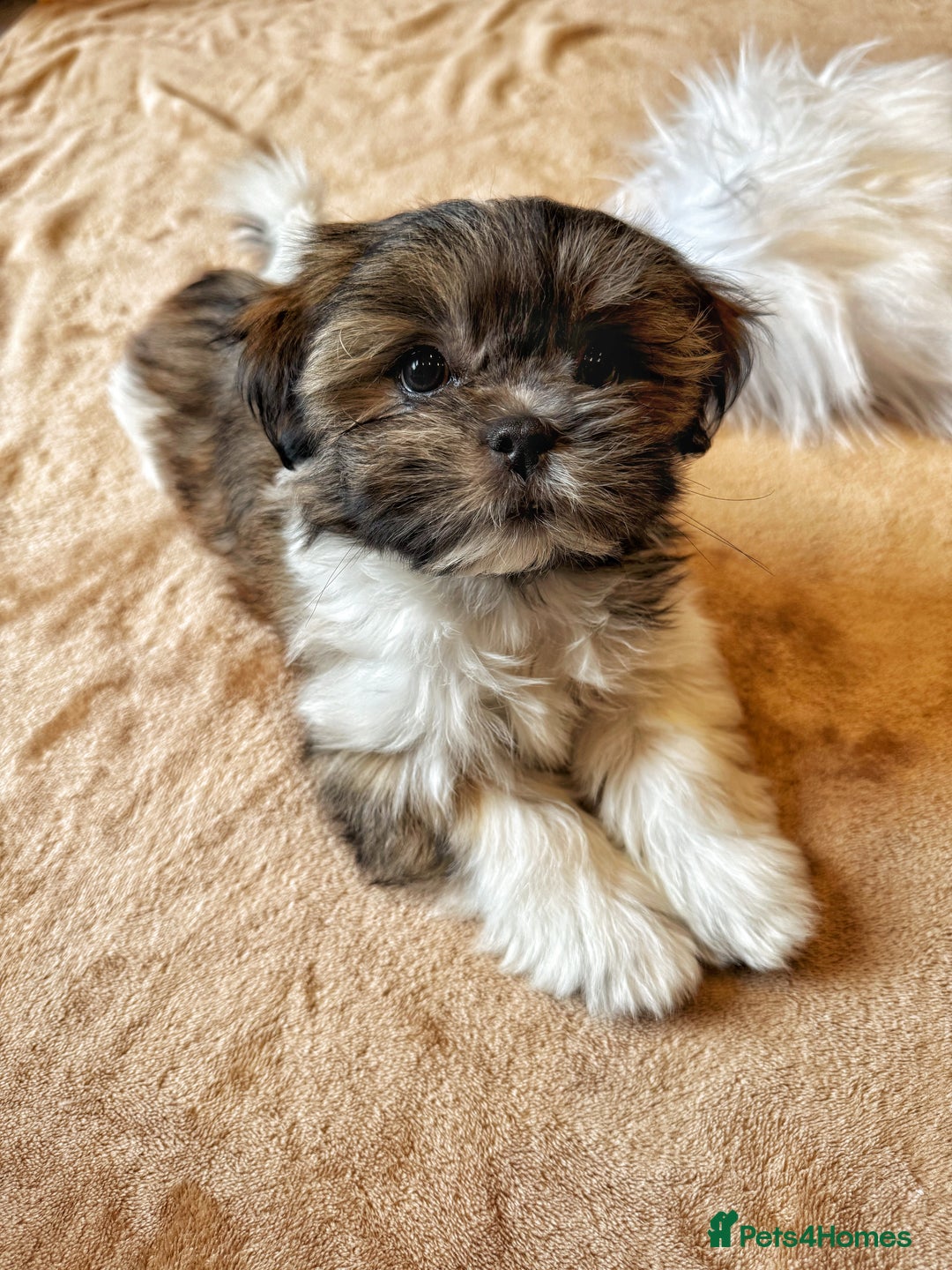 Miki Puppies Miki Dog Breed Pictures Mi-Ki Puppies For Sale Pets4Homes