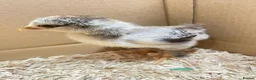 Chickens poultry for sale: 2 and 3 week old chicks available for loving homes in Sudbury - Advert 4