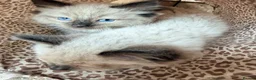 Ragdoll cats for sale: Stunning ragdoll kittens ready now  - Advert 11