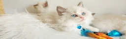 Ragdoll cats for sale: READY😻PURE BEAUTIFUL RAGDOLL 😻😻😻 - Advert 20
