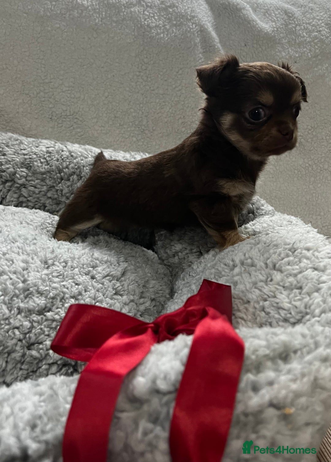 Chihuahua dogs for sale: ** Absolutely stunning small Chihuahuas ** - Image 4
