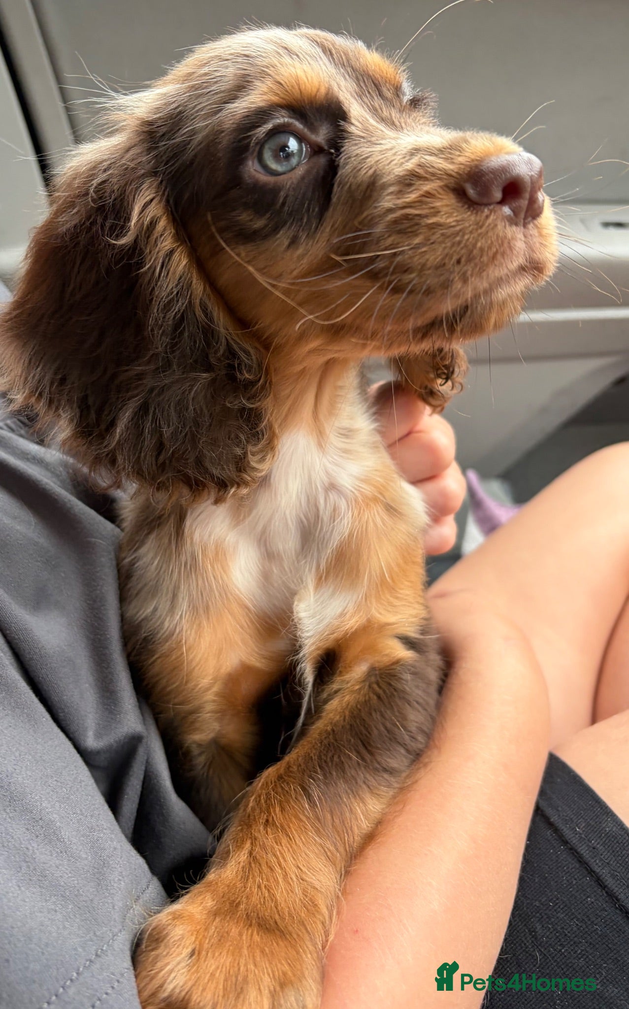 Cocker Spaniel dogs 💙LAST ONE LEFT 💙 REDUCED £900 - Advert 2