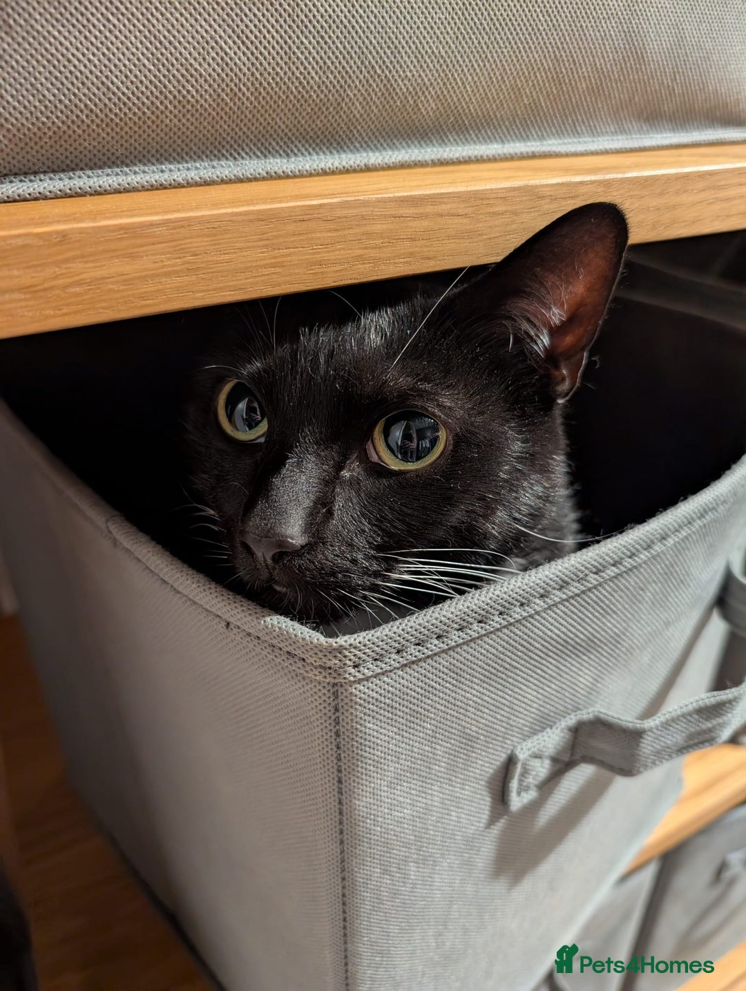 Domestic Shorthair cats for sale: 8 year old black and white male  - Advert 3