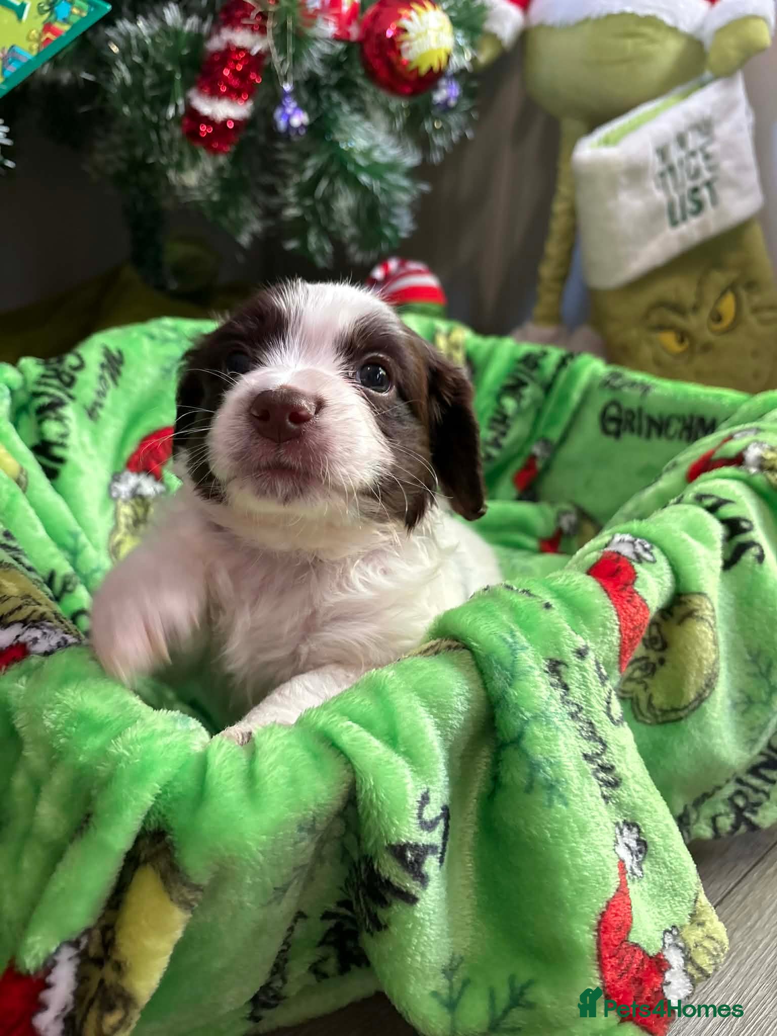 Mixed Breed dogs 🐶Ready to leave🐶Cockapoo puppies  - Advert 8