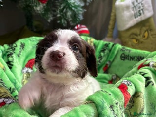 Mixed Breed dogs 🐶Ready to leave🐶Cockapoo puppies - Advert 8