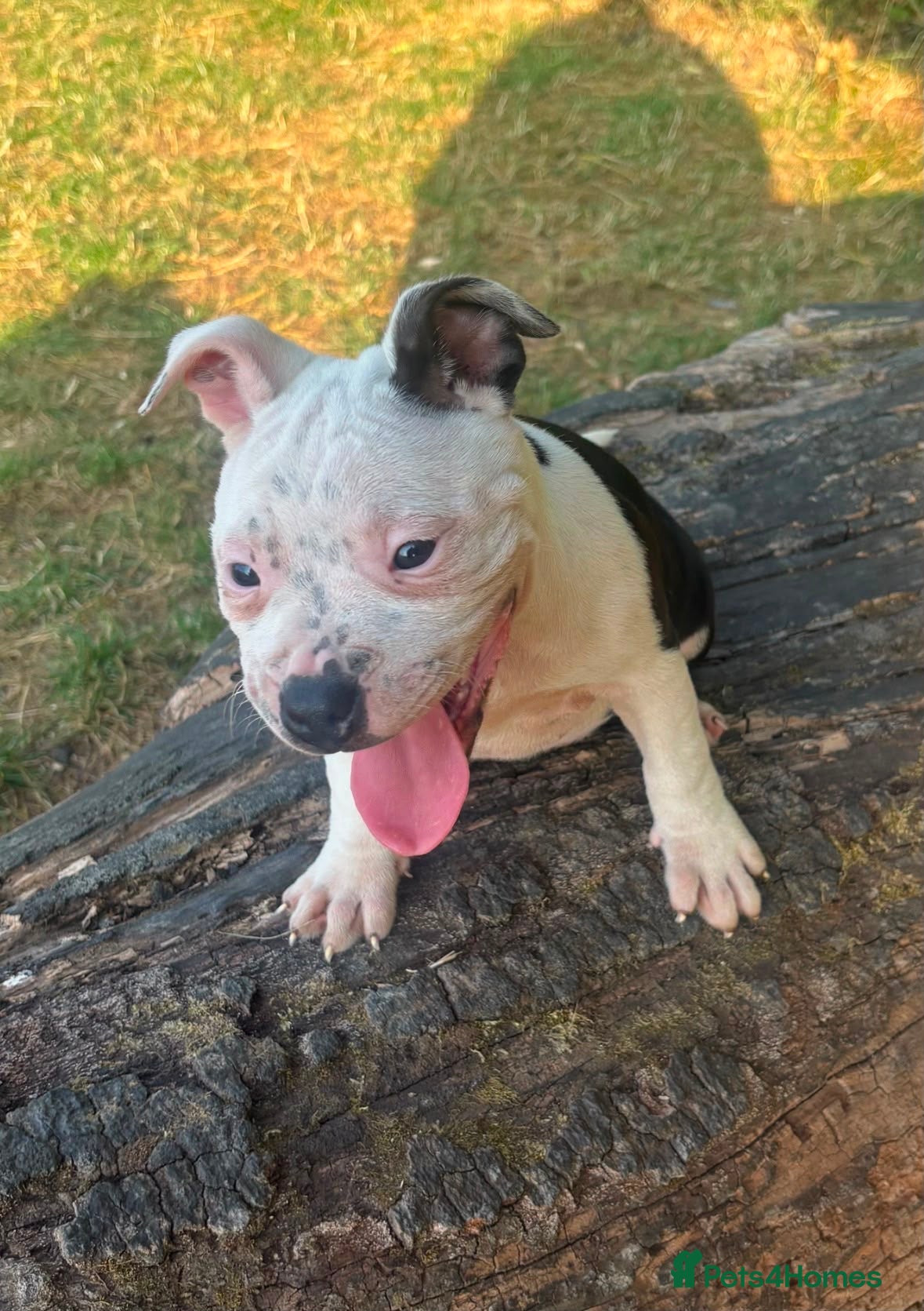Staffordshire Bull Terrier dogs Adorable pied female staff puppy  - Advert 18