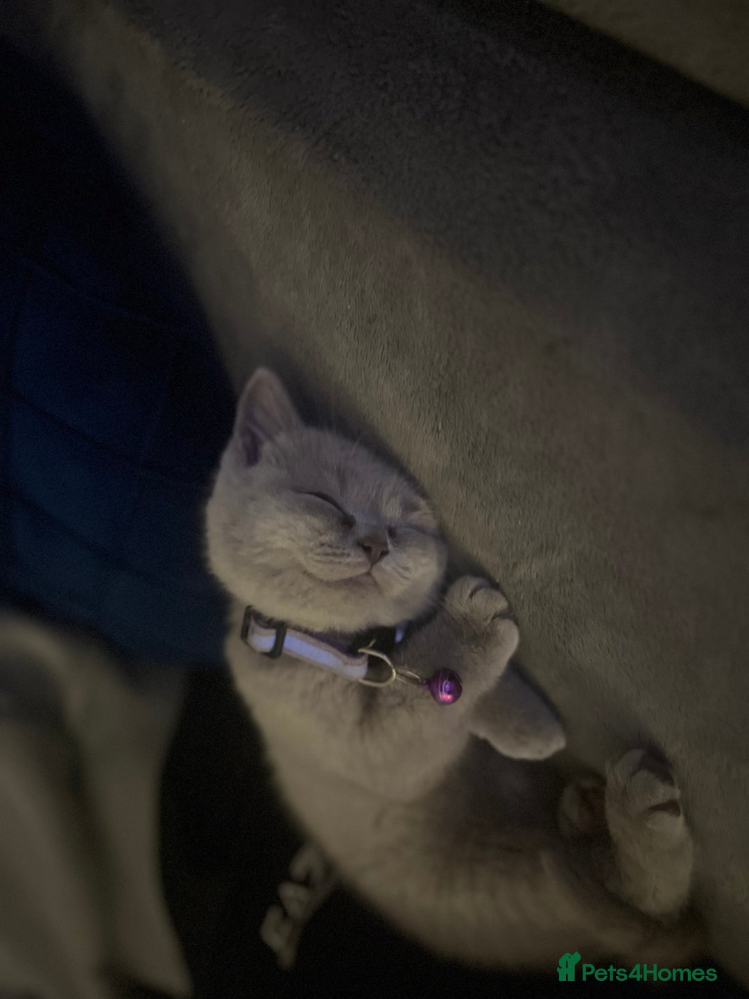 British Shorthair cats for sale: Beautiful  lilac and blue kittens 2 boys 1 girl - Image 12