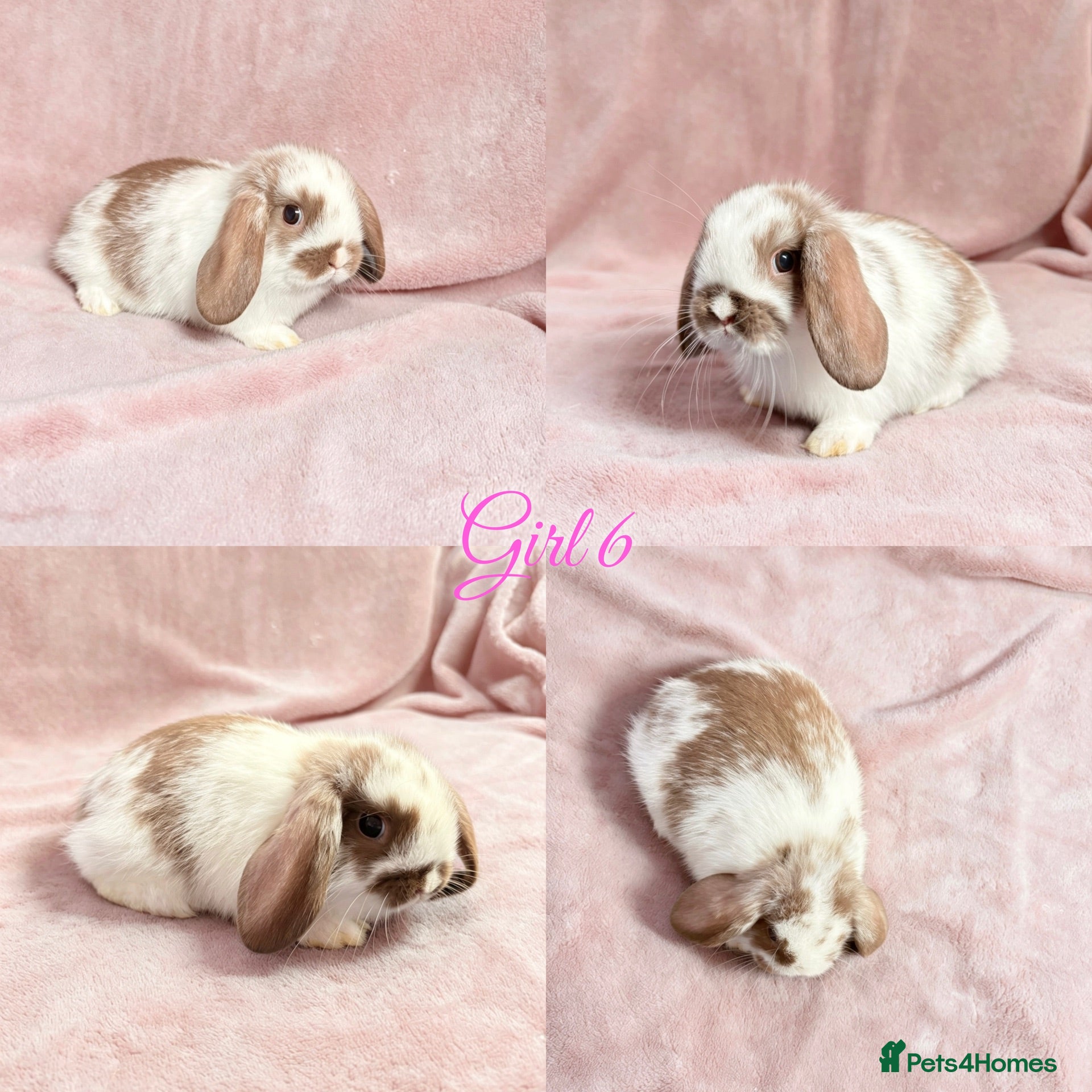 Mini Lop rabbits Baby Mini Lops Ready 01/07 - Advert 2