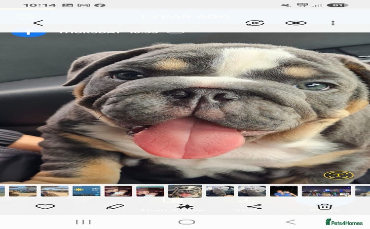 English Bulldog dogs - Advert 1