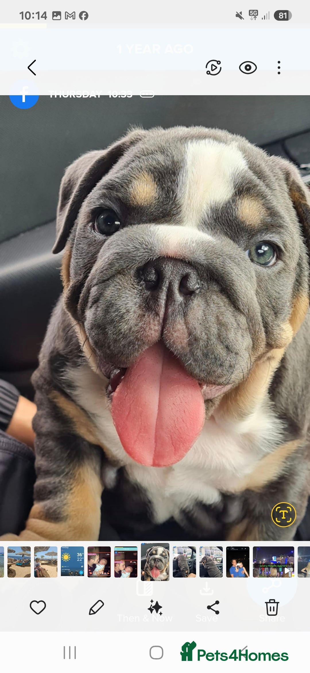 English Bulldog dogs for stud: For stud  - Image 1