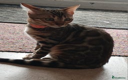 Bengal cats for sale: 3 Beautiful Bengal Kittens for sale - Image 7