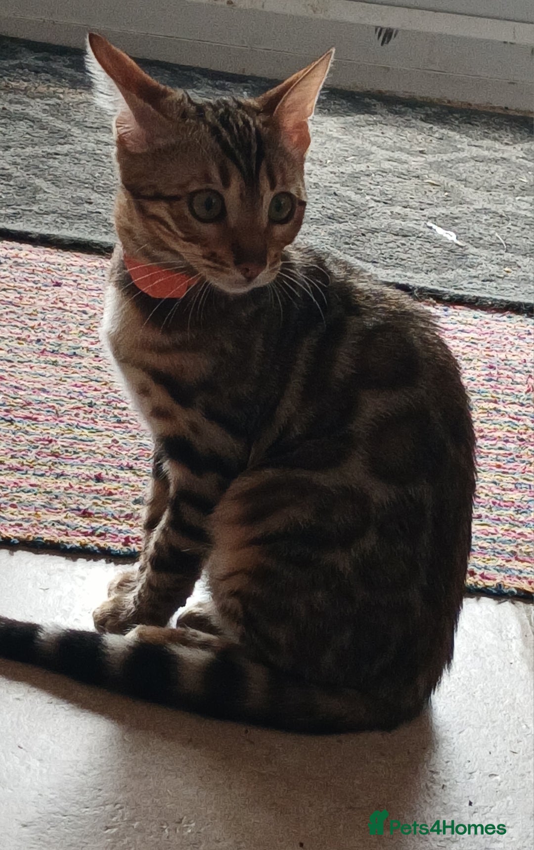 Bengal cats for sale: 3 Beautiful Bengal Kittens for sale - Image 7