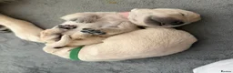 Golden Retriever dogs for sale: Golden Retriever Puppies  - Advert 26