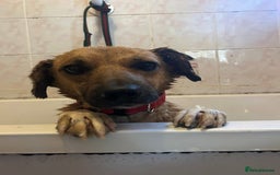 Mixed Breed dogs for adoption: Pony - Norwich Norfolk  - Image 4