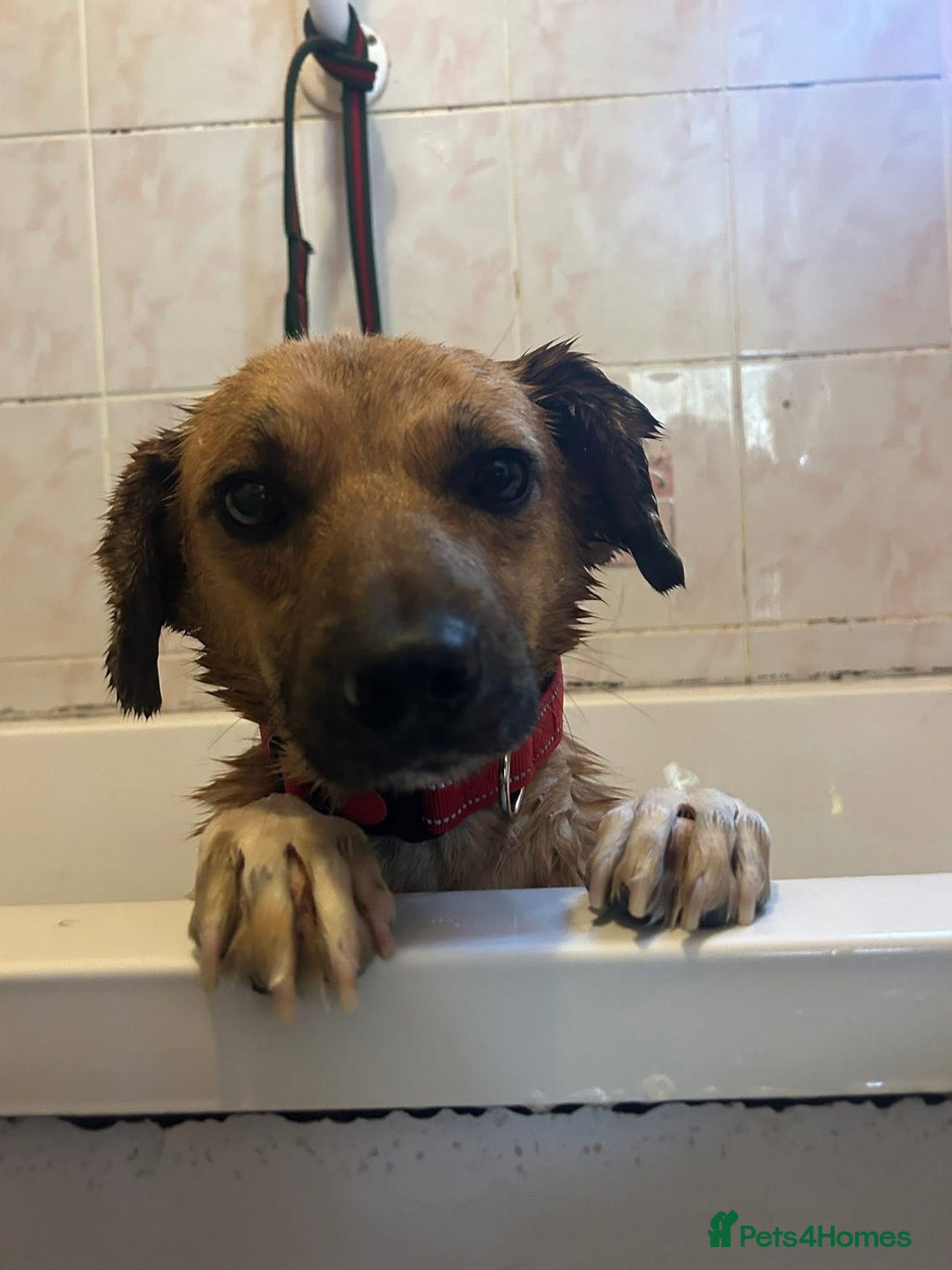 Mixed Breed dogs for adoption: Pony - Norwich Norfolk  - Image 4