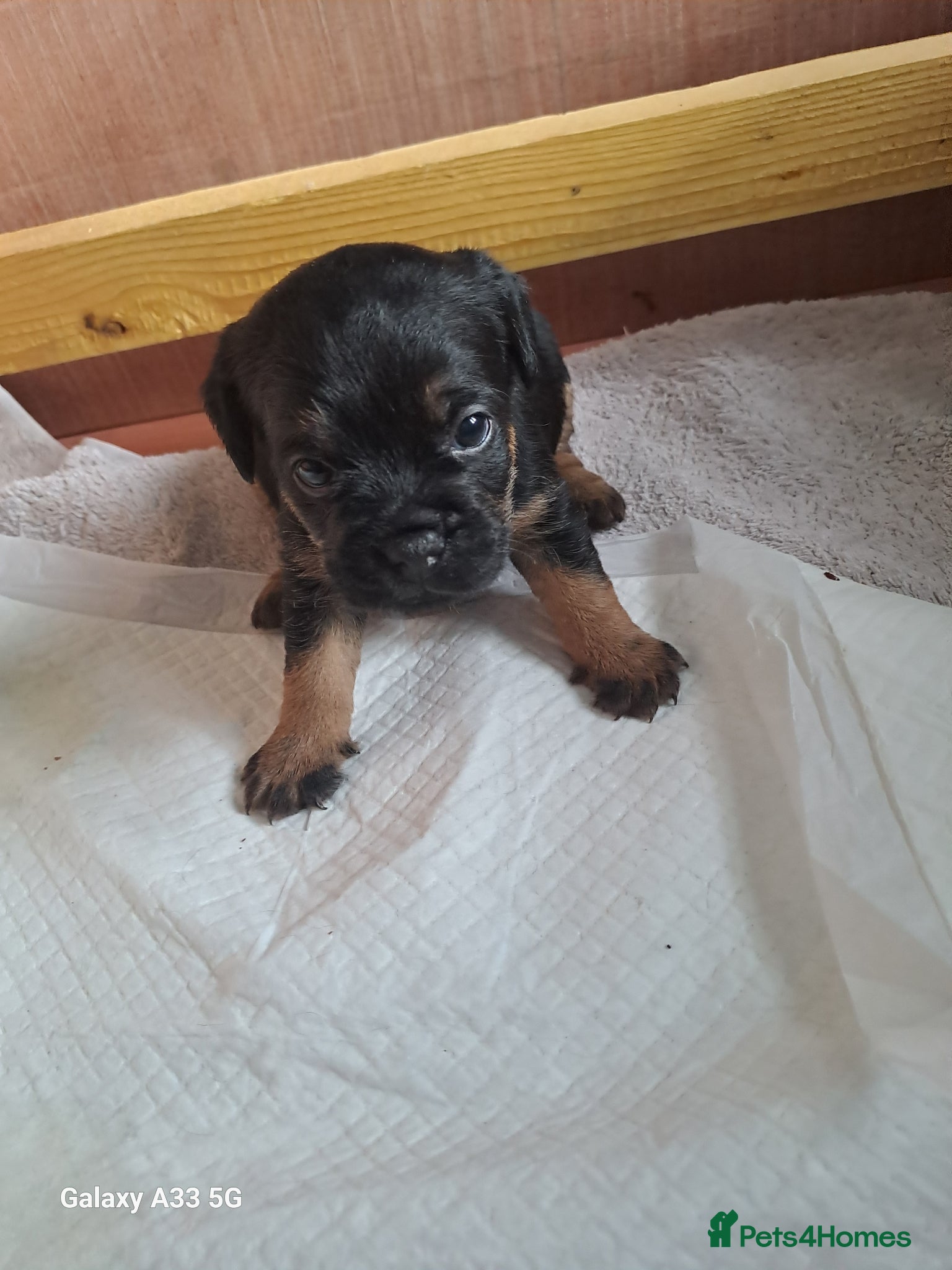 Border Terrier dogs for sale: BORDER TERRIER PUPPIES  - Advert 9
