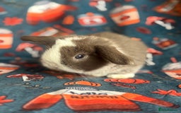 Mini Lop rabbits for sale: Outstanding mini lop litter - Advert 5