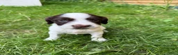 English Springer Spaniel dogs for sale: Well bred Springer Spaniel puppies  - Advert 3