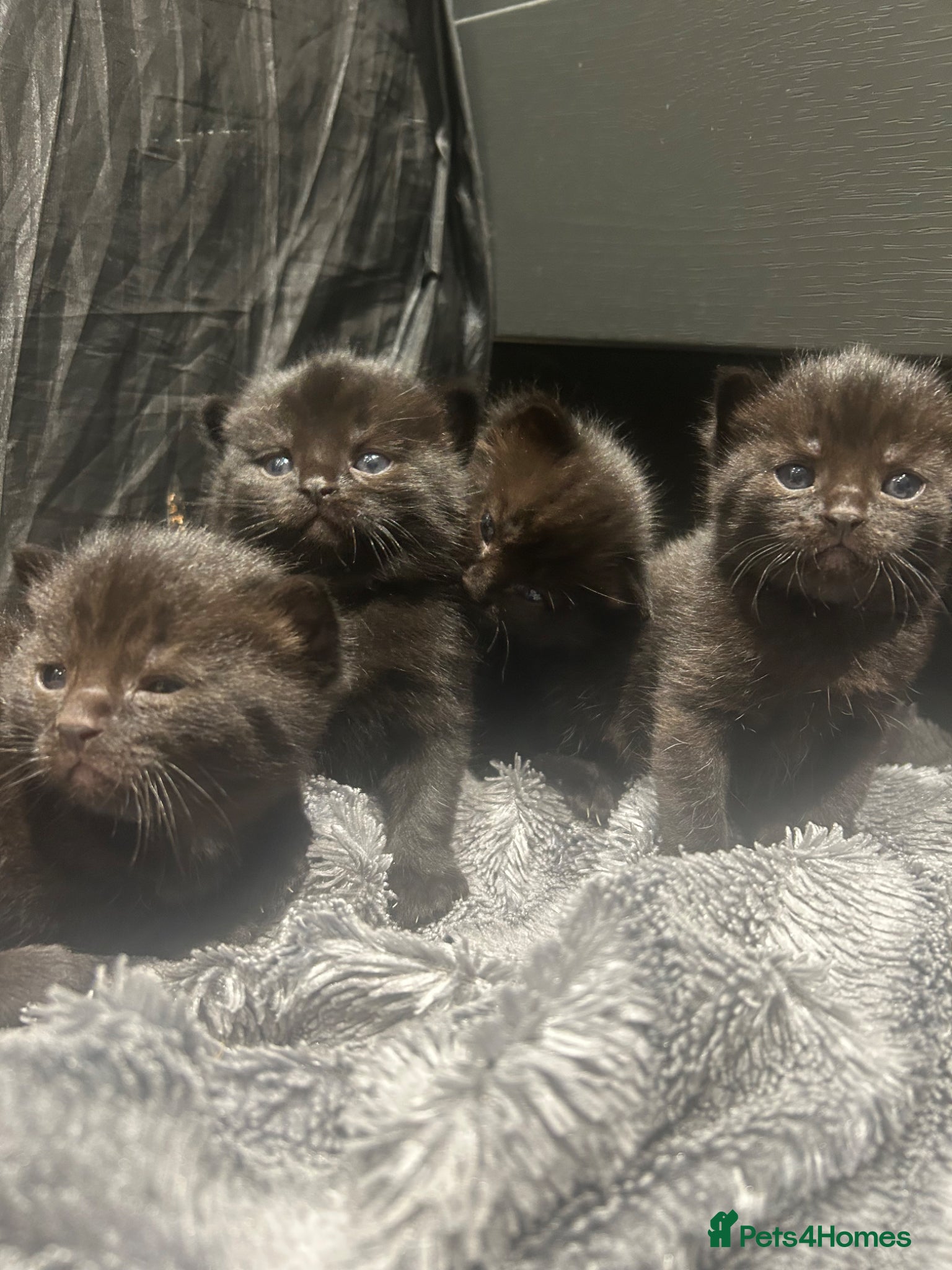 Mixed Breed cats 5 Fluffy shadow black kittens - Advert 7