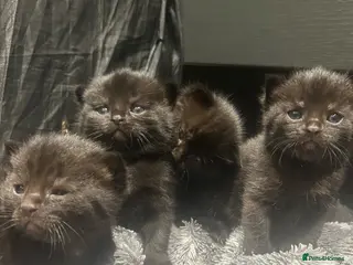 Mixed Breed cats 5 Fluffy shadow black kittens - Advert 7