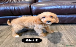 Cockapoo dogs for sale: Adorable Cockapoo pups 🦴🐾 - Image 32