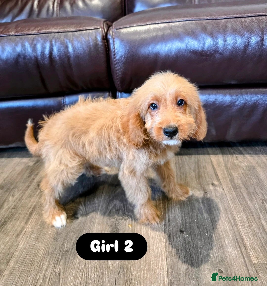 Cockapoo dogs for sale: Adorable Cockapoo pups 🦴🐾 - Image 32