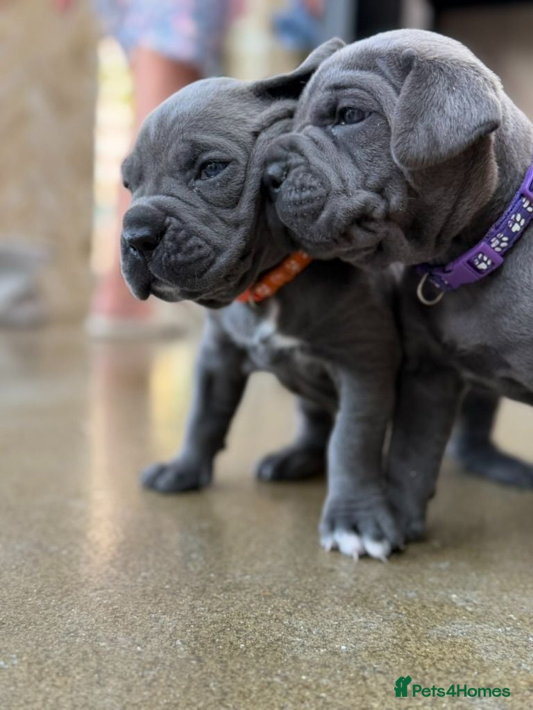 Cane Corso dogs Cane Corso Puppies – Ready to Reserve  - Advert 4