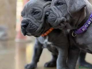 Cane Corso dogs Cane Corso Puppies – Ready to Reserve - Advert 2