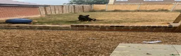German Shepherd dogs for sale: 6 month male German Shepherd in Hailsham - Advert 2