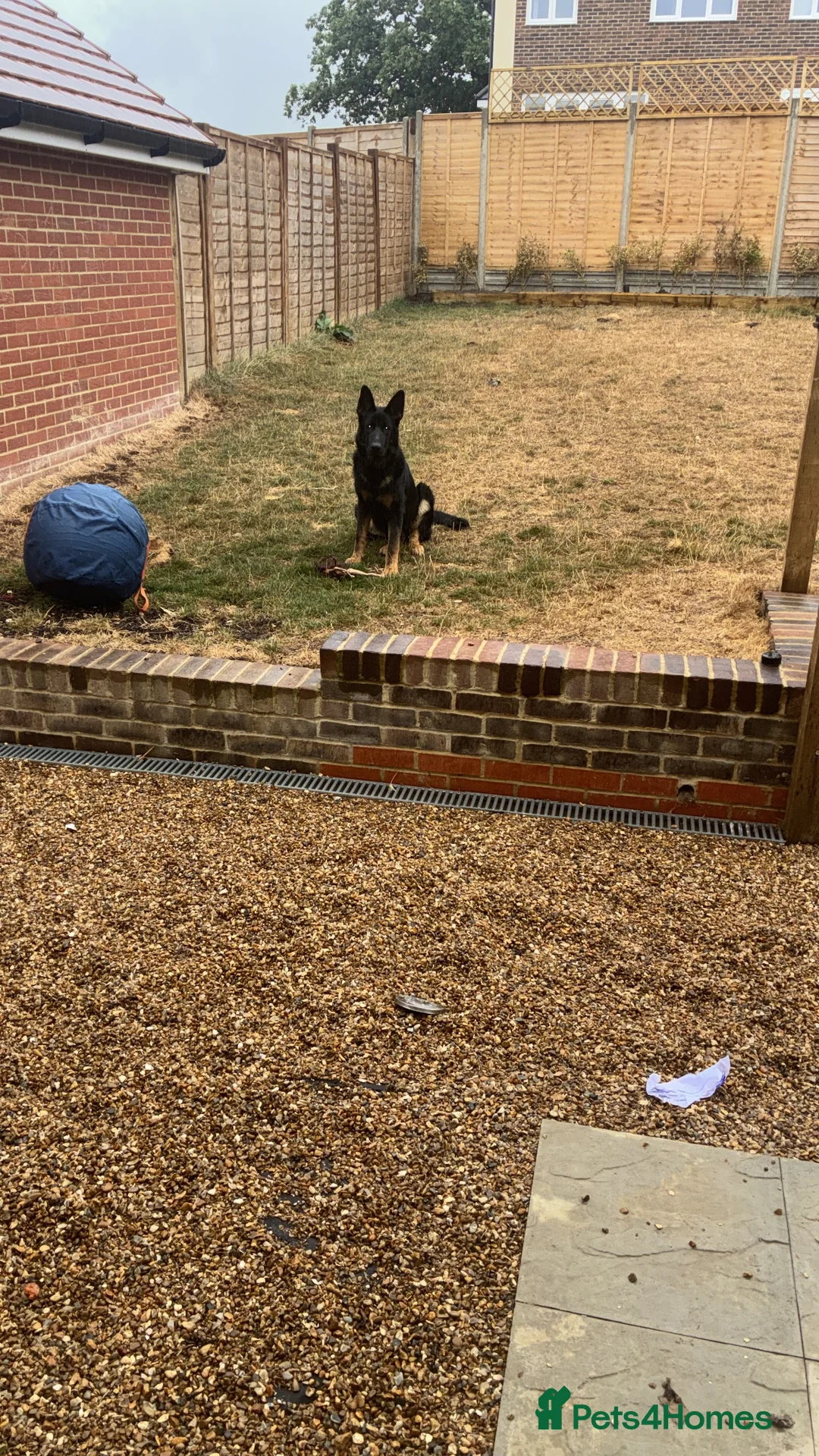 German Shepherd dogs for sale: 6 month male German Shepherd in Hailsham - Advert 2