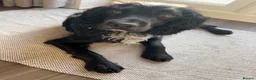 Mixed Breed dogs for sale: 12 puppies ready for their new homes in 7 weeks  in Norwich - Advert 10