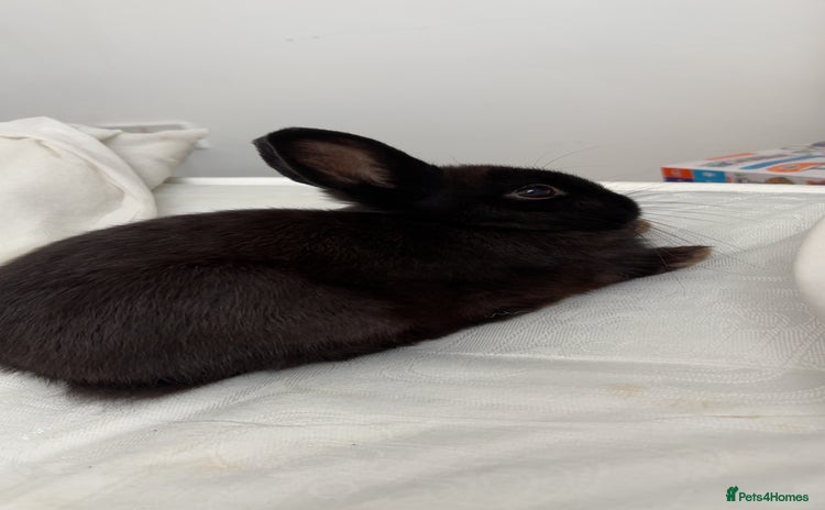 Netherland Dwarf rabbits - Advert 2