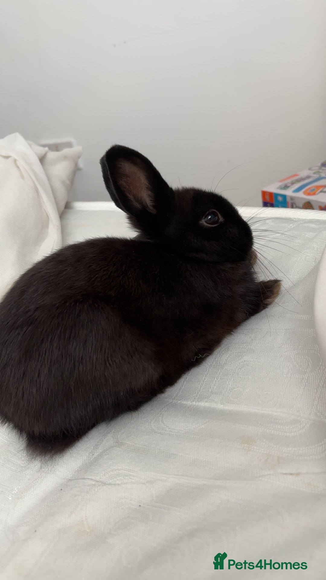 Netherland Dwarf rabbits for sale: Netherland Dwarf Rabbit  - Image 1