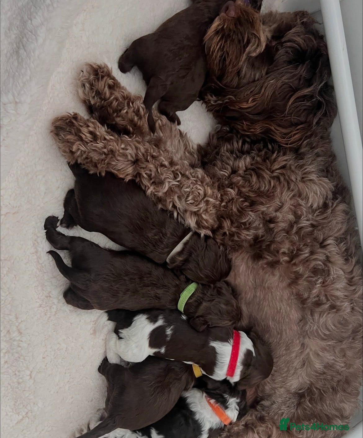 Cockapoo dogs F2 beautiful cockapoo puppies  - Advert 2
