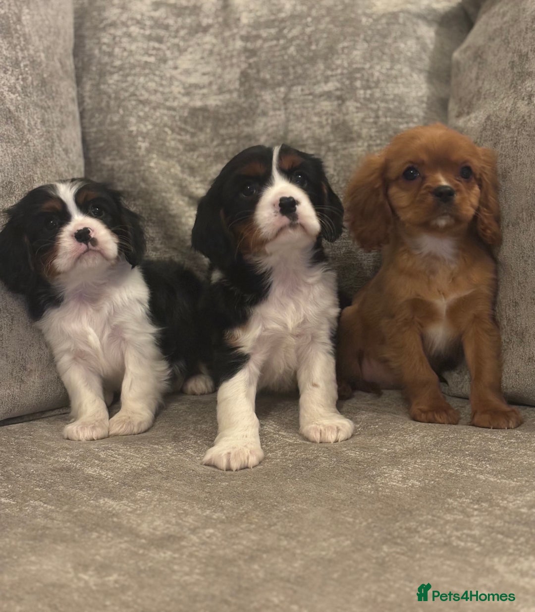 Cavalier King Charles Spaniel dogs for sale: CAVALIER KING CHARLES SPANIEL PUPPIES - Advert 10