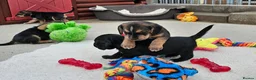 Bocker dogs for sale: Beautiful Bocker Pups - Ready 14.09.26 in Thirsk - Advert 17