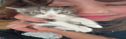 Mixed Breed cats for sale: Kittens Mixed breed (father 1/4 Bengal) - Advert 24