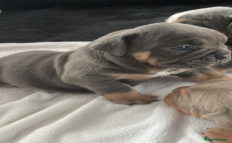 English Bulldog dogs - Advert 9