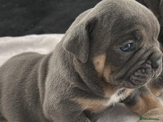 English Bulldog dogs - Advert 12