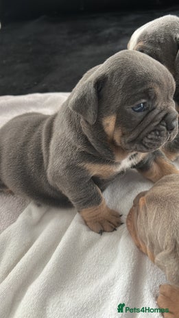 English Bulldog dogs - Advert 12